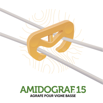 AMIDOGRAF15