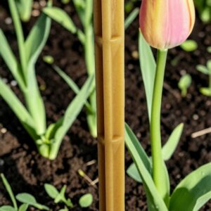 AMIDOPIC 33 - Pointe de paillage Biodégradable