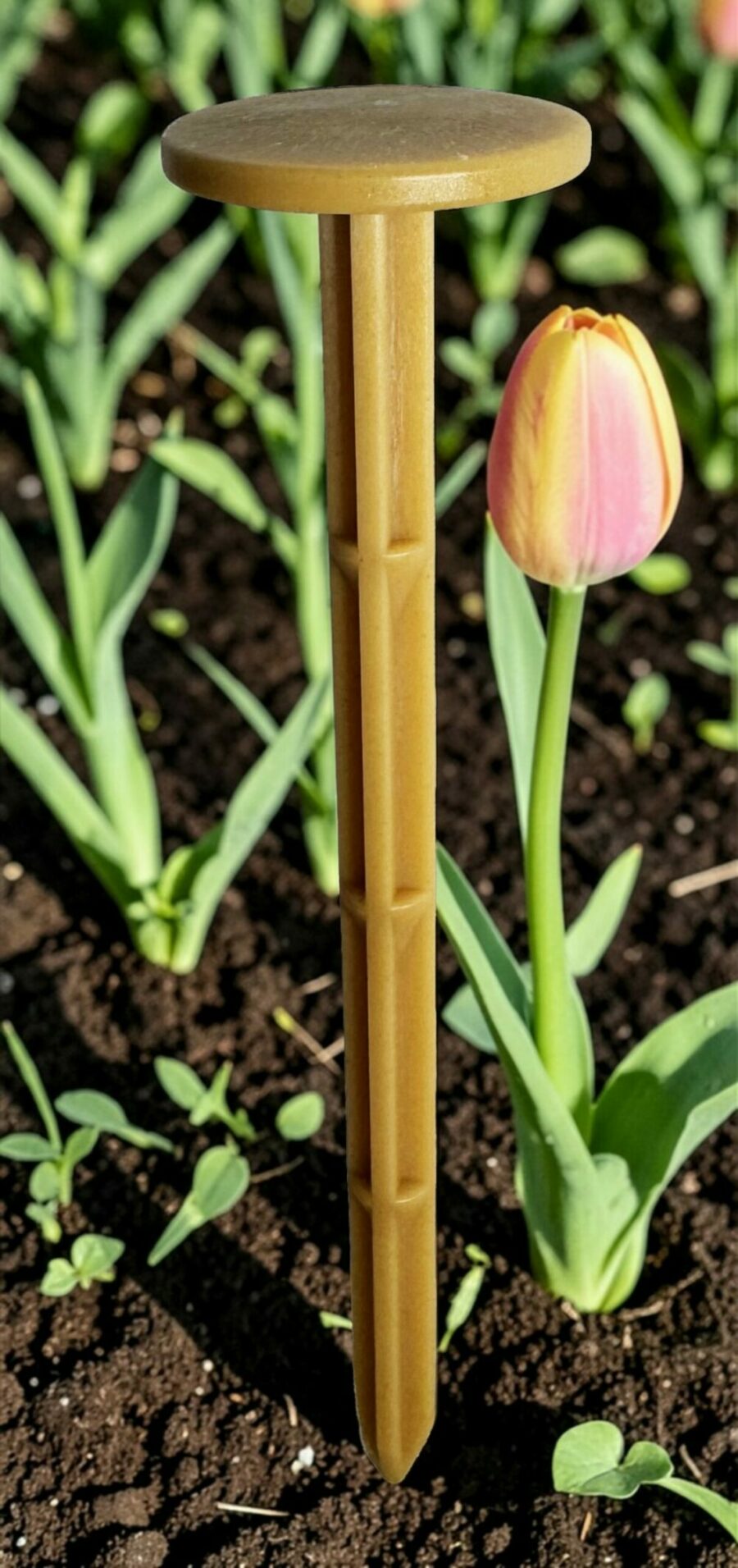 AMIDOPIC 33 - Pointe de paillage Biodégradable